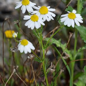 Buy Matricaria chamomilla online