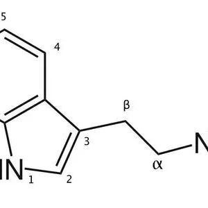 Buy Tryptamine (2-(3-indolyl)ethylamine) Cas 61-54-1